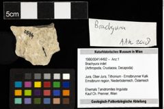 Foto (Objekt + Etiketten) von Brachyura indet 